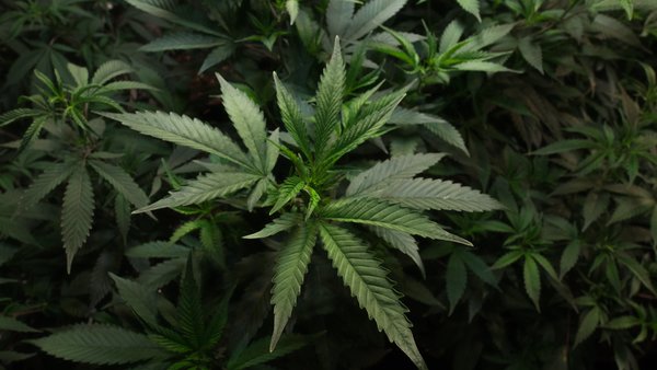 Cannabis Hanf Pflanze / Cannabis Hanf Blatt oder Blüte