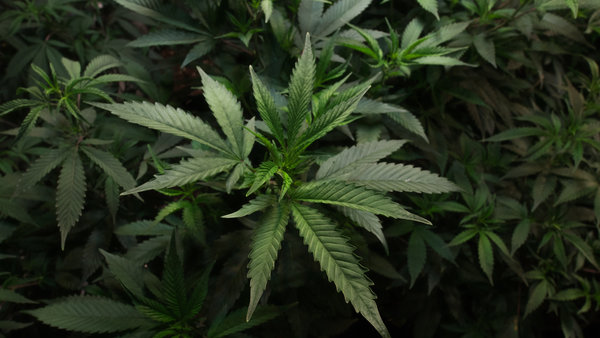 Cannabis Pflanze / Cannabis Blatt oder Blüte